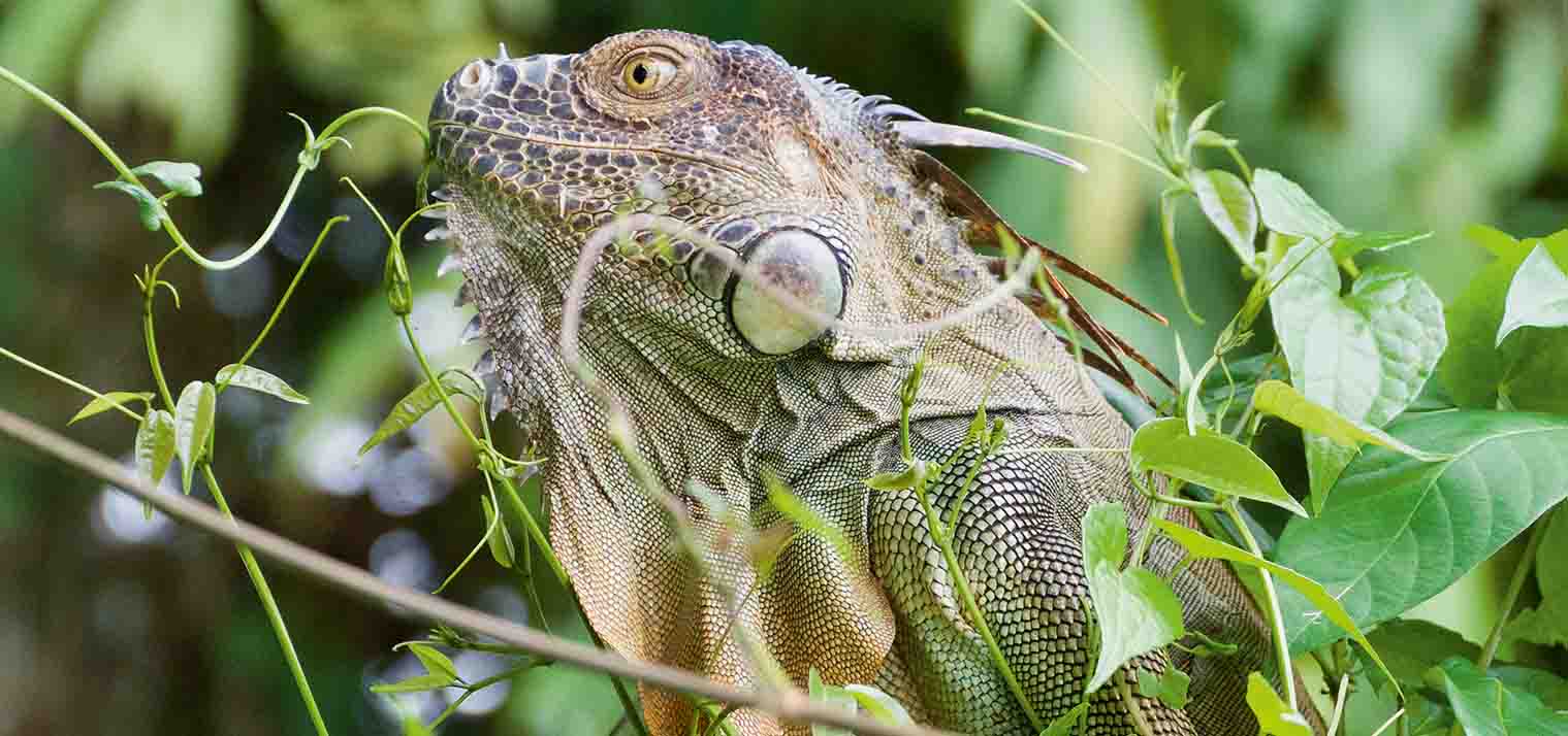 Green Iguana in the wild in Costa Rica